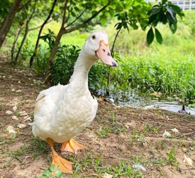 快回來看醫生！ 松山文創園區求尋老鴨「松菸南霸天」