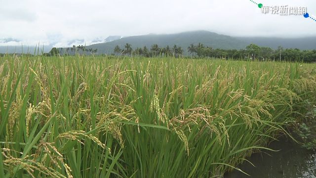 鎘米餅爆食安危機 農委會：今年5件超標鎘米已銷毀