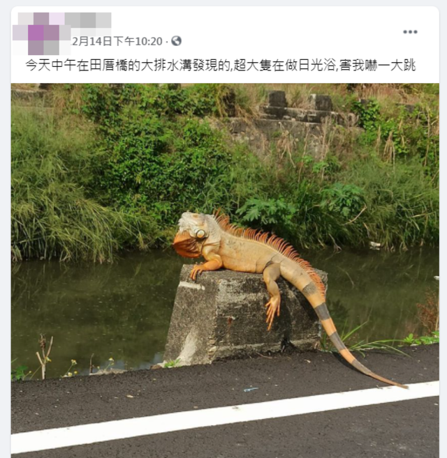 牠路邊爽曬日光浴嚇壞千人！ 屏東1.8米綠鬣蜥落網