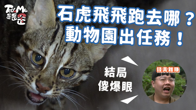 【TELL ME 歪歪歪】前往動物園找石虎飛飛！這轉折讓主持人嘆6字
