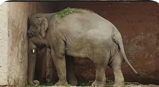 曾虐象、拔熊牙惡名昭彰 巴基斯坦動物園正式關閉