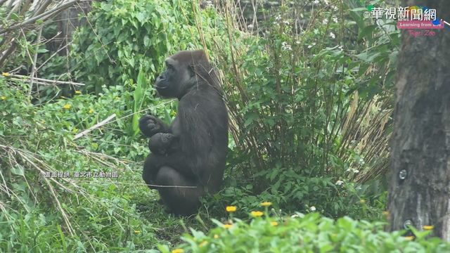金剛寶寶命名將揭曉 ｢呷百二｣最熱門