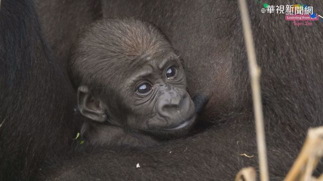 金剛猩猩寶寶命名出爐 Jabali獲選!