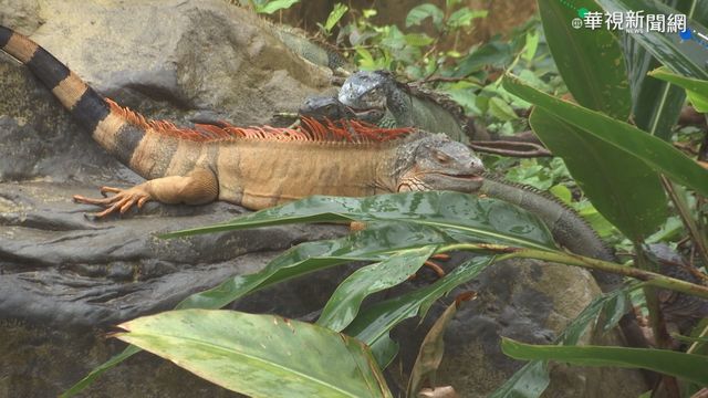 180公分綠鬣蜥逮到了 恐得安樂死!