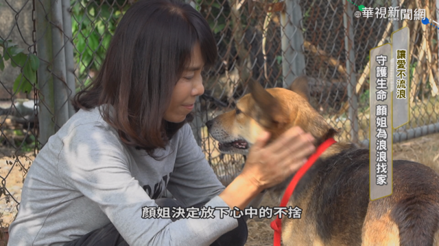 讓愛不流浪! 顏姐幫流浪動物找個家