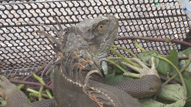 外來種無天敵繁衍 嚴重危害台灣生態