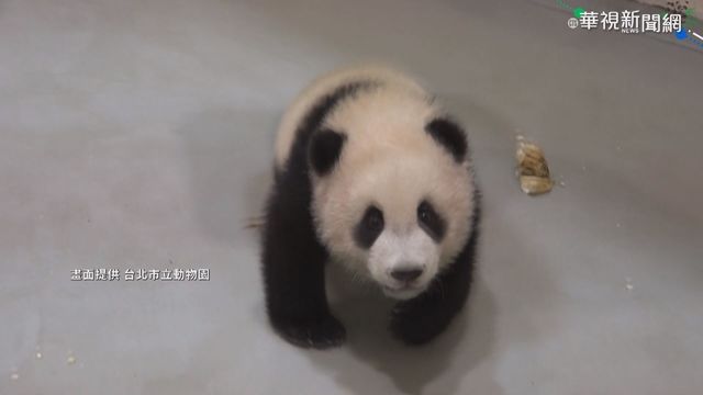 明年見客! 圓寶好動玩輪胎.爬牆壁