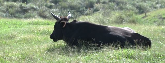 擎天崗牛群暴斃 死因長期營養不足