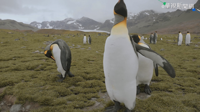 築夢南極 用畫作喚起國人生態意識