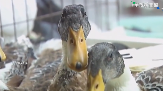 湖南女子染禽流感 遼寧1活禽市場關閉