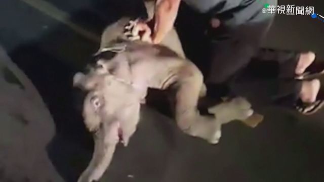 小象遭撞路倒 急救人員CPR救一命