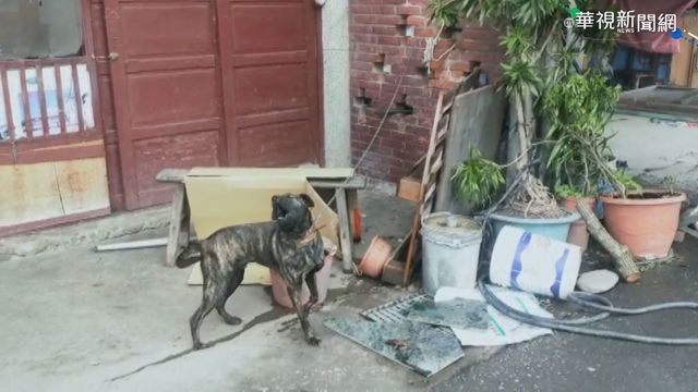 人類忠實朋友! 狗吠求助救回路倒老翁