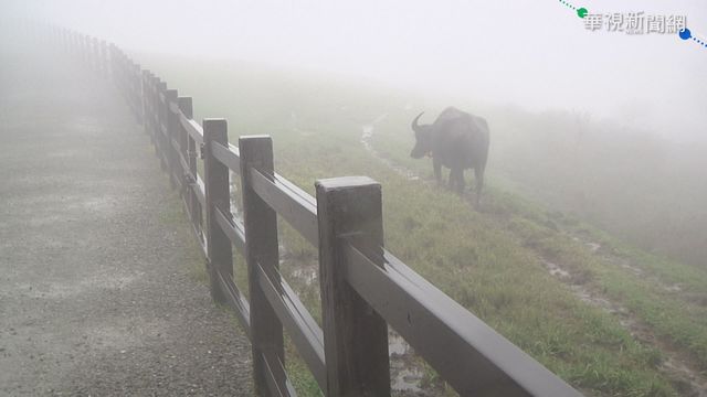 今年已29頭牛枉死 陽管處遭控虐待