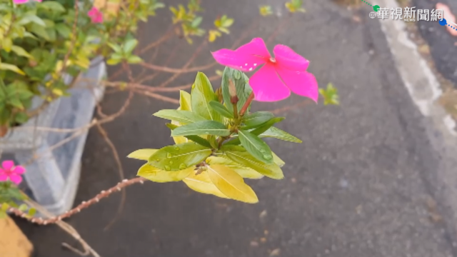 吃｢日日春｣強身抗癌? 醫:整株吃是毒藥