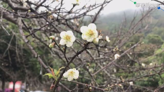 低溫.水氣足 南投信義鄉梅花開了