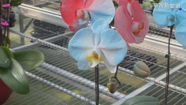 蝴蝶蘭也能染色! 花卉業者開創新商機