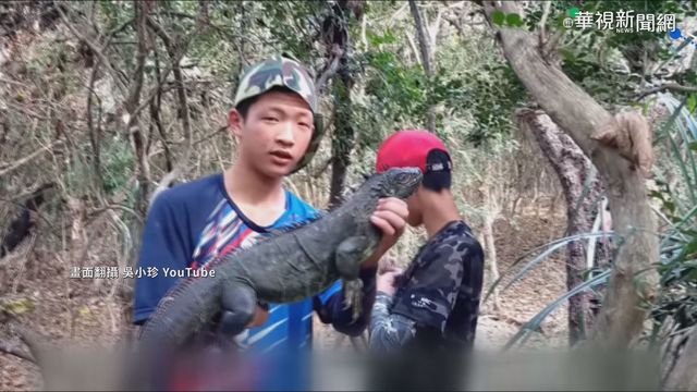 ｢為民除害｣ 一家四口1天獵41綠鬣蜥