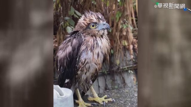 尷尬! 魏明谷巧遇鳳頭蒼鷹誤認貓頭鷹