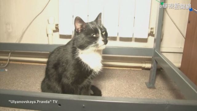 差點被碾碎! 俄流浪黑貓變副部長