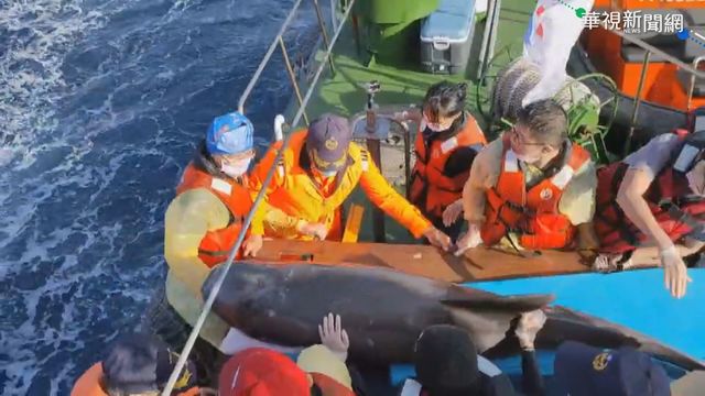 照護85天恢復良好 擱淺海豚重返大海!