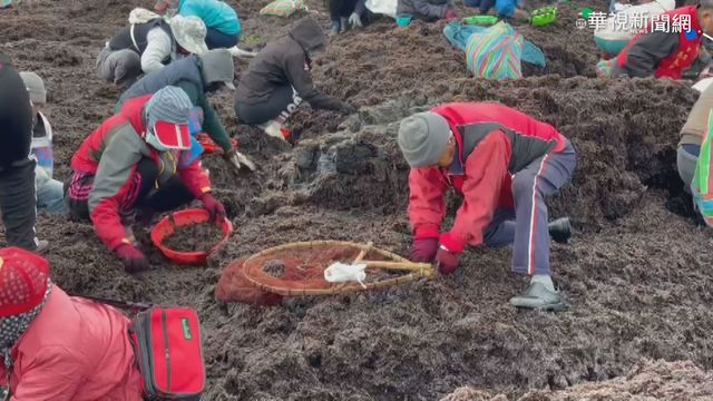 澎湖採紫菜盛會登場 420人大豐收!