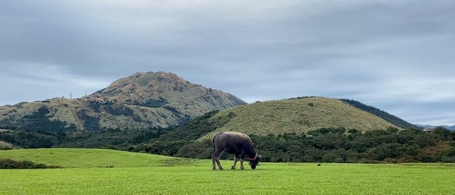 擎天崗水牛又傳1死 累積死亡數達32隻