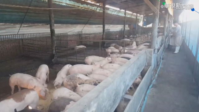 百億基金吃不到? 小規模豬農怨門檻高