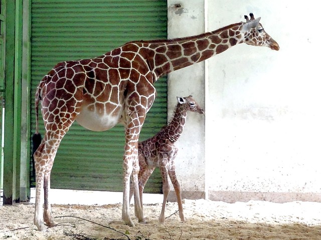 動物園有喜事！ 長頸鹿寶寶報到