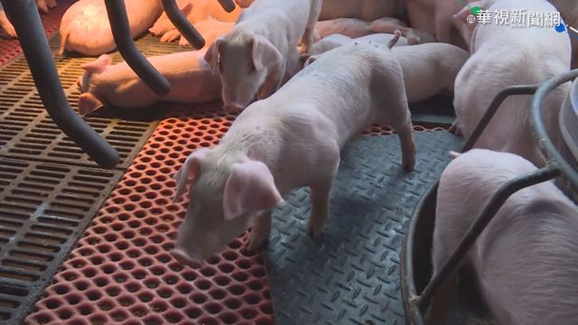 萊豬進口倒數 金門喊話成立自治區