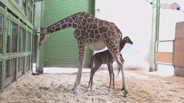 長頸鹿寶寶誕生 長睫毛長腿小正妹