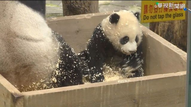 超萌圓寶首現身！媽媽圓圓形影不離