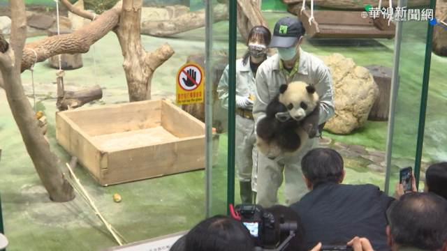 超萌圓寶搶先露面 與媽媽圓圓同框