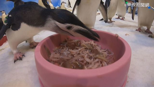 海生館明年開放餵企鵝 每日限額8人