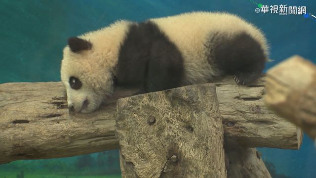 超萌｢圓寶｣見客了! 粉絲爭睹搶頭香