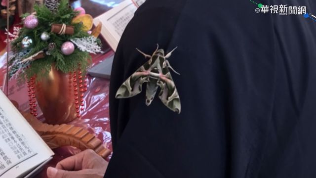 飛蛾飛進朝天宮 停董事長左臂4小時