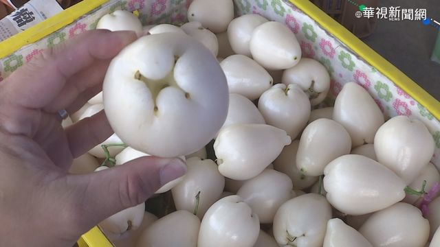 ｢白玉蓮霧｣口感軟綿 訂單排到農曆年