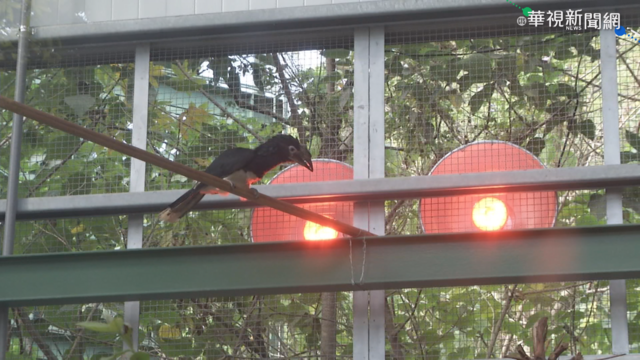 壽山動物園防寒 園方備妥保溫燈.帆布