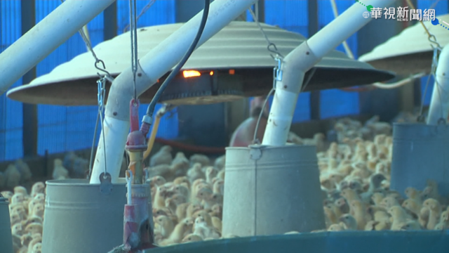 抗寒大作戰! 雞飼料放油.魚塭灌海水