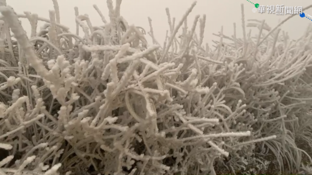 零下6度水氣不足 太平山樹枝結滿霧淞