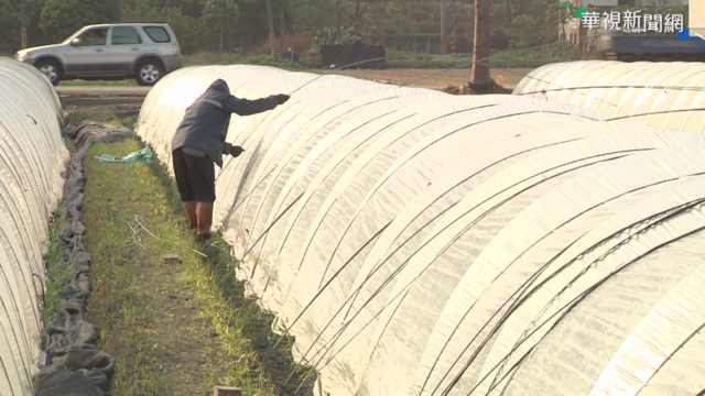 雲林農民防寒害 菜園搭帳篷.香蕉套袋