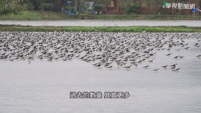 環境劣化棲地消失 水鳥數量銳減