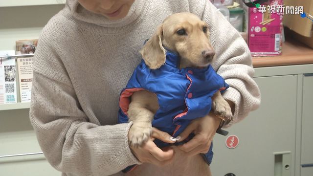 全台急凍! 害寵物受寒最重罰1.5萬元