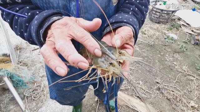 寒害凍死魚蝦 嘉義養殖業者搶救心血