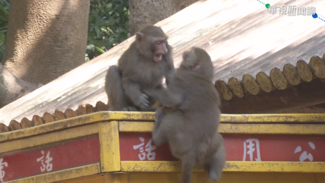 在動物園遭獼猴搶食 婦伸指肌腱斷