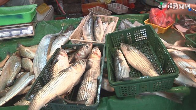 今年寒流太晚 彰化線西漁民捕無烏魚