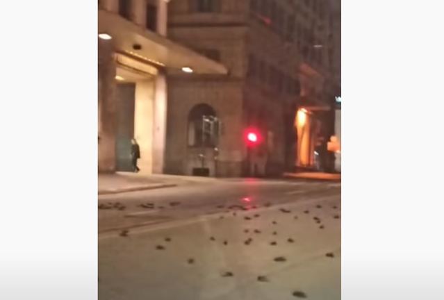 羅馬跨年夜數百隻鳥疑遭煙火嚇死 動保團體：大屠殺