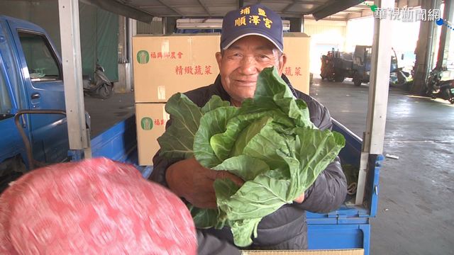低溫生長速度慢 高麗菜.花椰菜喊漲