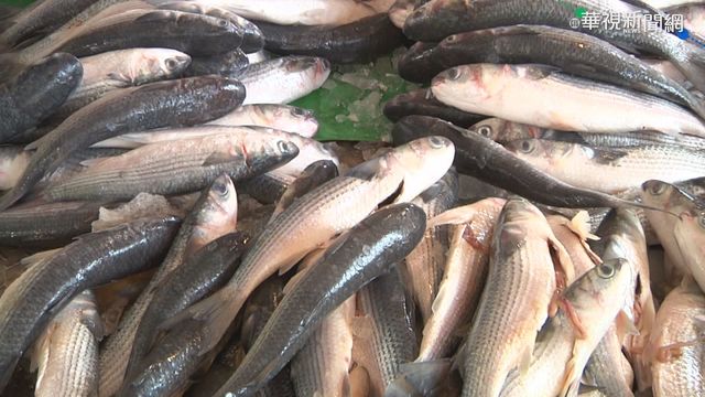 緊抓產季尾巴! 漁民元旦出海搶烏金