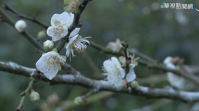 台南梅嶺梅花綻放 六甲落羽松轉紅