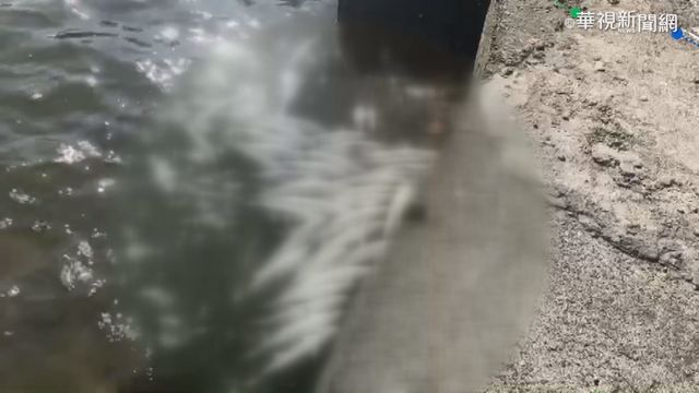 台南嘉義虱目魚凍死 漁民心淌血